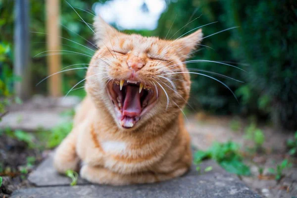 Dışarıda taş yolda esneyen turuncu kedi.