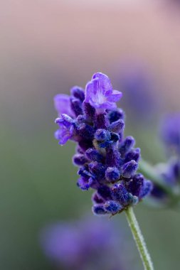Tek Mor Lavanta Çiçeği Çivisinin Aşırı Yakın Çekimi