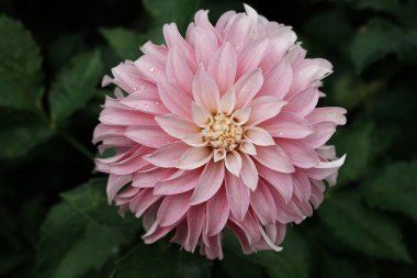 Yeşil yaprakların arasında açan pembe çiçek