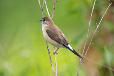 Doğal yeşil ortamda ince çimlerin üzerinde duran küçük kahverengi kuş.