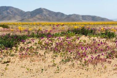 Kumlu Topraklar ve Uzak Tepeler 'de Mor ve Sarı kır çiçekleriyle Çöl Süper Çiçeği