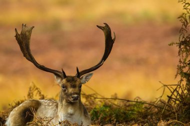 Fallow geyiği dinleniyor. Altın sonbahar tarlasında doğrudan izleyiciye bakıyor..