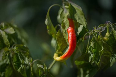 Yeşil bitkinin üzerinde doğal güneş ışığı altında olgunlaşan kırmızı biber..