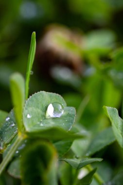 Doğadaki canlı yeşil yaprağa odaklanan su damlası.
