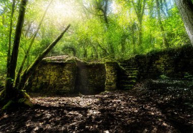 Ağaçların tepelerinden süzülen ve kayalık adımları aydınlatan parlak güneş ışığıyla yemyeşil orman