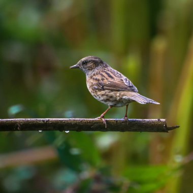 Doğal yaşam alanındaki yeşil yapraklarla çevrili ince bir dala tünemiş kuş.
