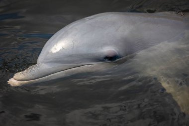 Su yüzeyinin hemen altında yüzen yunusların yakın çekimi sakin bir ifadeyle