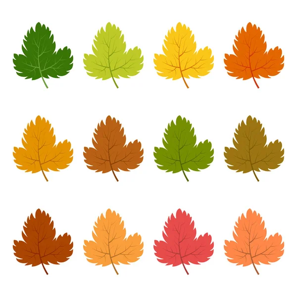 Σύνολο των δώδεκα φθινοπωρινά φύλλα — Διανυσματικό Αρχείο