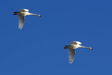 Kuğu uçuş mavi gökyüzü karşı.