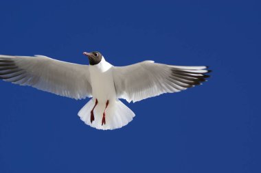 Martı gökyüzüne karşı. Kadar uçan martı.