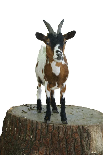 White Brown Goat Standing Tree Trunk — Stock Photo, Image