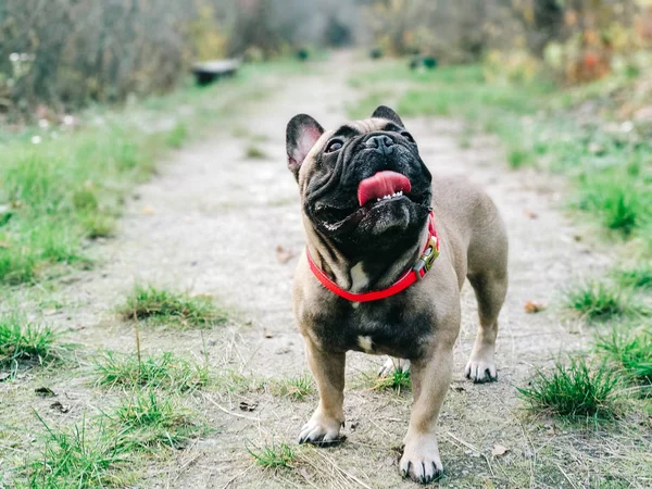 Fransız buldozer ormanın içinde bir günlük arkasında gizler.