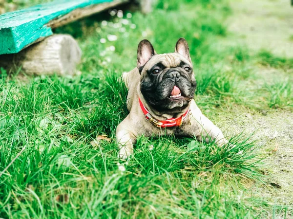 Fransız buldozer ormanın içinde bir günlük arkasında gizler.