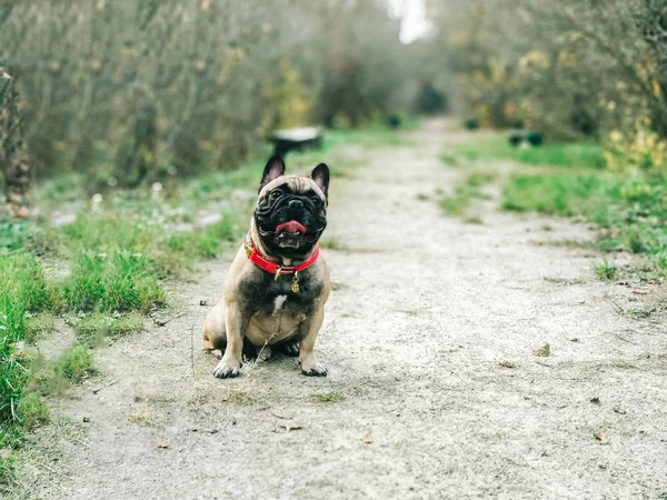 Fransız buldozer ormanın içinde bir günlük arkasında gizler.