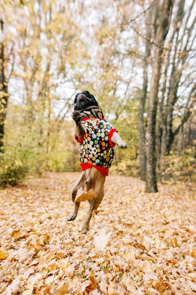 Fransız buldozer Sonbahar Park, Cadılar Bayramı.