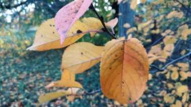 Düşen sonbahar yaprakları 4 k yakın çekim
