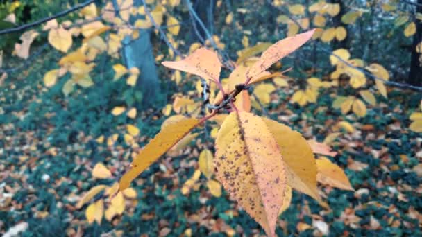 Folhas amarelas de outono em uma árvore — Vídeo de Stock
