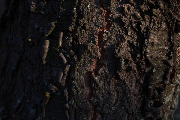 Yeşil yosunlu eski ağaç kabuğu dokusu.