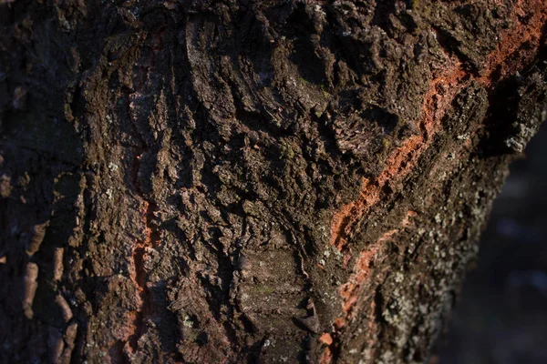 Yeşil yosunlu eski ağaç kabuğu dokusu.
