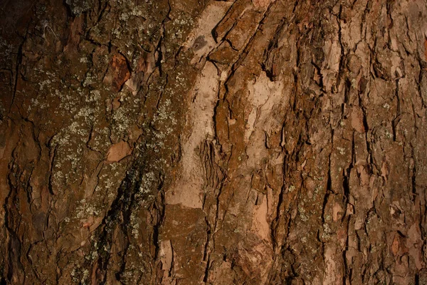 meyve ağacı kabuğu doku gün batımında