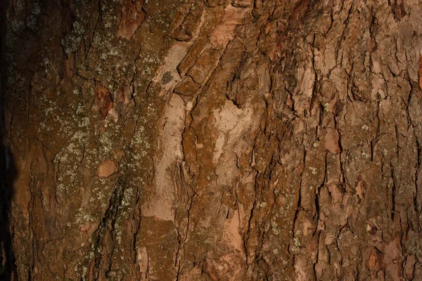 meyve ağacı kabuğu doku gün batımında