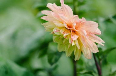 Çiçek Bahçe - çiçek ve bitki