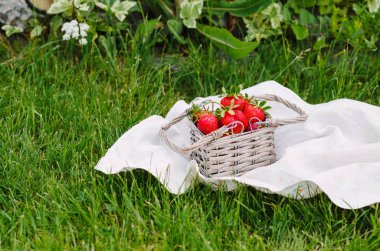 Taze kırmızı çilek. Kazıklı kadar yüksek ve yeşil çimenlerin üzerinde küçük bir dokuma sepet doldurma