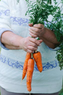 Bir havuç hasat tutan kadın çiftçi