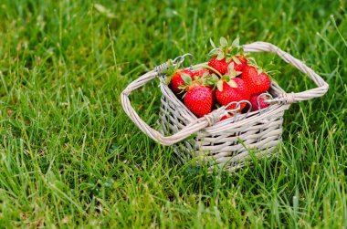 Taze kırmızı çilek. Kazıklı kadar yüksek ve yeşil çimenlerin üzerinde küçük bir dokuma sepet doldurma