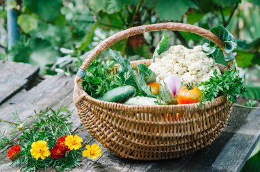 Sebzeler. Sepette taze biyo sebze. Doğa Arkaplanı Üzerine