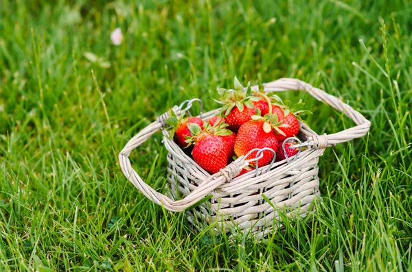 Fresh Red Strawberries Piled High Filling Small Woven Basket Green — Stock Photo, Image