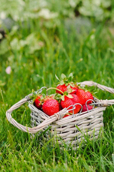 Fragole Rosse Fresche Accumulato Alto Riempiendo Piccolo Cestino Tessuto Sull — Foto Stock