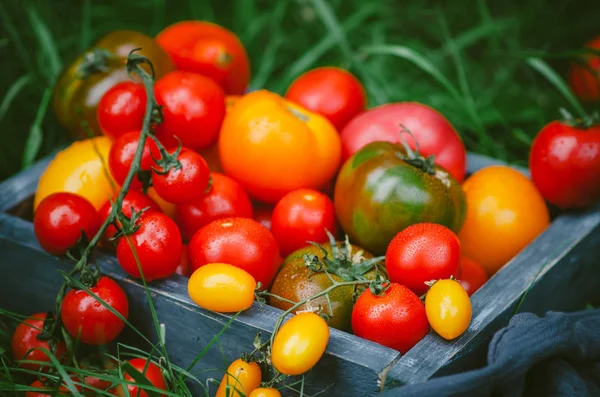 Ассорти свежих красных и желтых помидоров в коробке на зеленой траве — стоковое фото