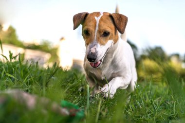 köpek jack russell terrier yakın çekim oynarken