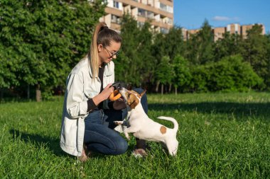 Kot elbiseli genç beyaz kız sokakta evcil köpeği Jack Russell Terrier 'ı eğitiyor.