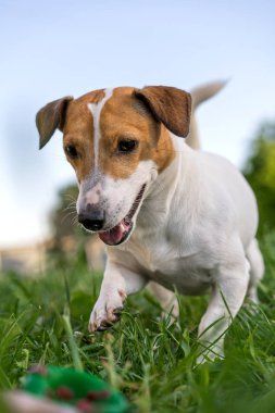 köpek jack russell terrier yakın çekim oynarken