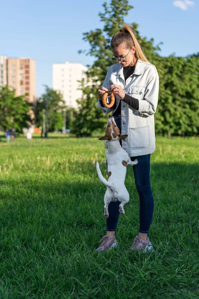 Kot elbiseli genç beyaz kız çimlerin üzerinde evcil bir köpek Jack Russell Terrier ile oynuyor.