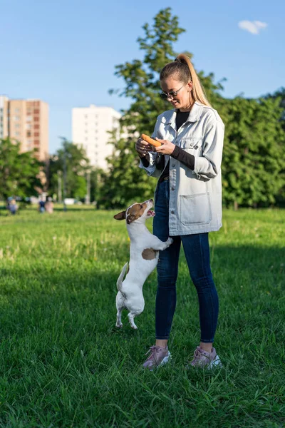 Kot elbiseli genç beyaz kız çimlerin üzerinde evcil bir köpek Jack Russell Terrier ile oynuyor.