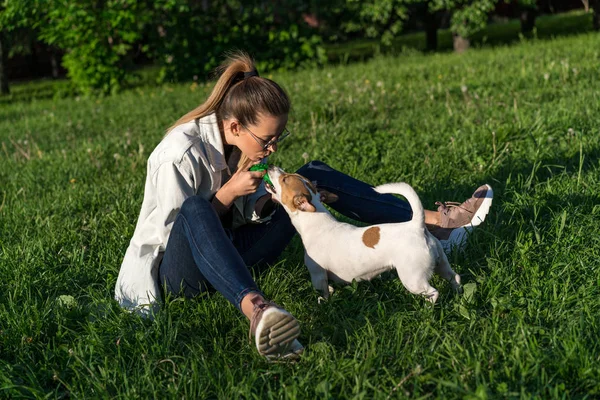 girl with dog play. person and pet together. A little Jack Russell Terrier