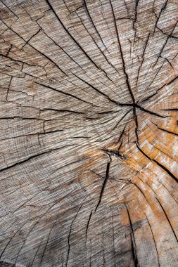 çatlak ve düğümile meşe ağacı doku