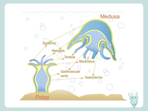 ポリプとメデューサ学校の生物学のための解剖学構造方式レッスン株式ベクトル図 — ストックベクタ