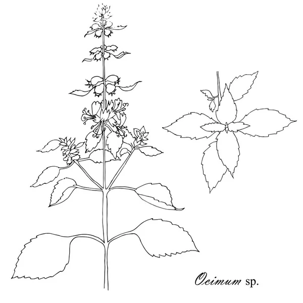 バジルの植物のスケッチ 料理薬用バジル植物の枝 手描き白黒インク株式ベクトル図 印刷用 Web 用の設計要素 — ストックベクタ