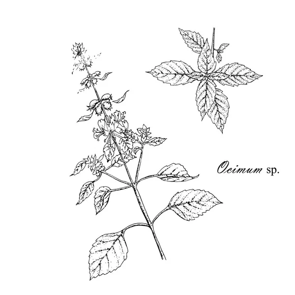 バジルの植物のスケッチ 料理薬用バジル植物の枝 手描き白黒インク株式ベクトル図 印刷用 Web 用の設計要素 — ストックベクタ