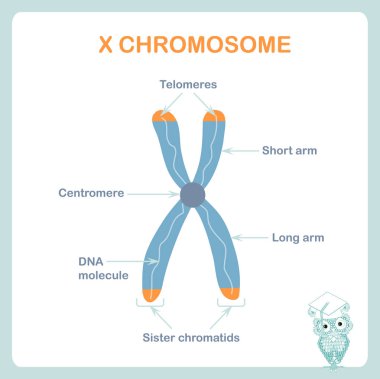 X kromozomu sheme, Dna, telomer kromozomlar, kısa kol, uzun kol sonundaki Koruyucu kapaklar vardır. Sağlık, eğitim, tıp için hisse senedi vektör çizim