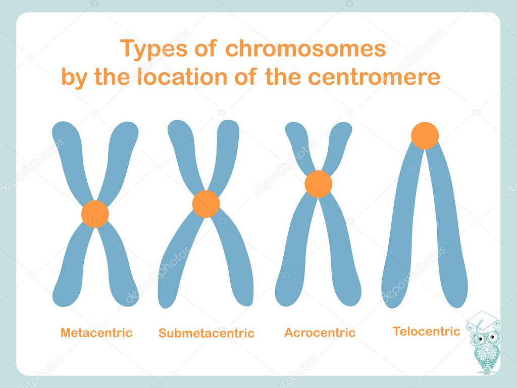 Chromosome Type According Position Centromere Metacentric