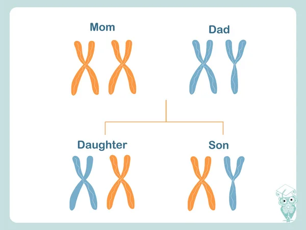 Rendszer Hogy Kromoszómák Továbbadják Női Férfi Kromoszóma Meghatározása Biológiai Oktatás — Stock Vector