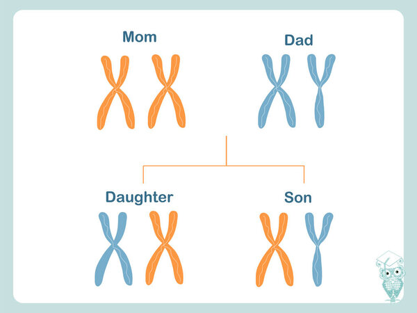 Scheme how X and Y chromosomes are passed on. Chromosomal definition of female and male. Illustration for biological education. Design element stock vector illustration for web, for print, for school, colledge biologial lesson