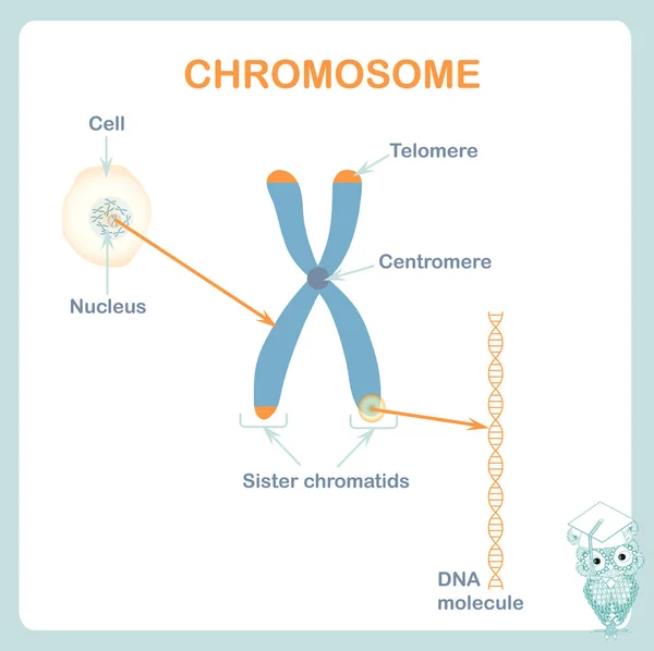Cromossomo Dna Telômeros São Tampas Proteção Final Dos Cromossomas Célula —  Vetores de Stock