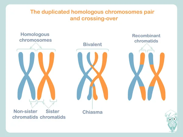 Pareja Cromosomas Homólogos Duplicados Esquema Cruce Color Azul Naranja Cruce — Vector de stock