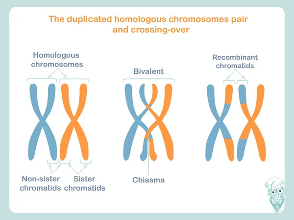 Mavi Turuncu Renkte Homolog Kromozom Çifti Crossing Sheme Çoğaltılamaz Crossing — Stok Vektör